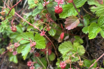 wild strawberry plant