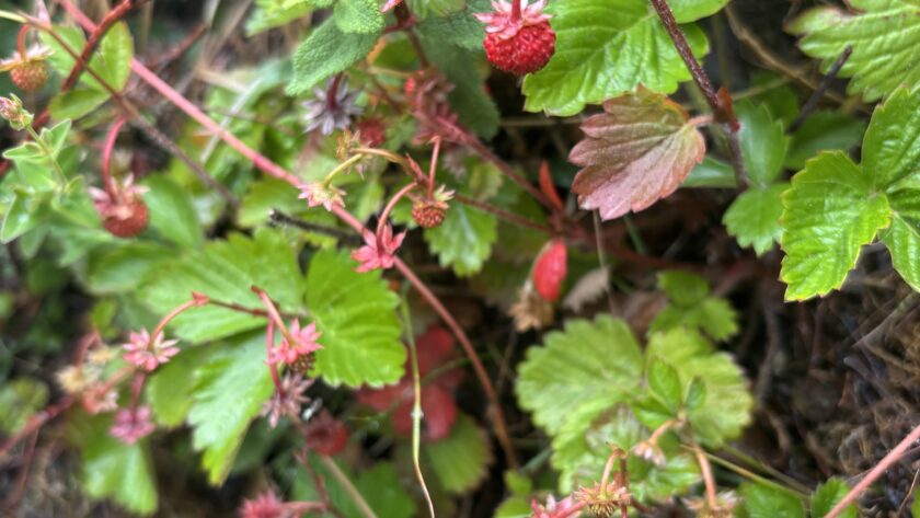 wild strawberry plant