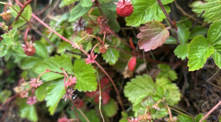 wild strawberry plant
